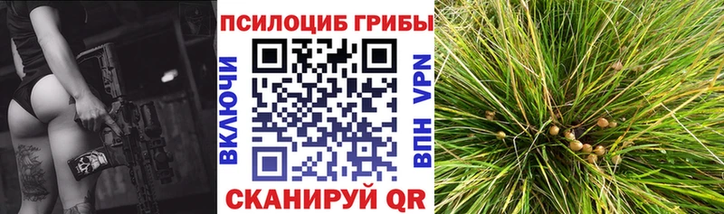 Псилоцибиновые грибы GOLDEN TEACHER купить закладку Ветлуга